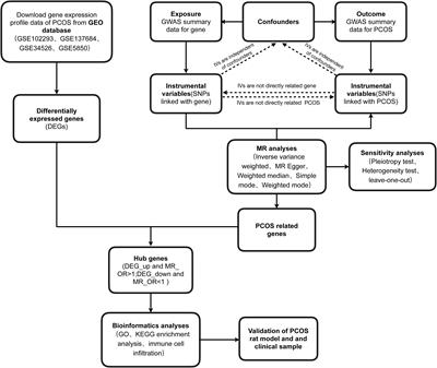 Unveiling the molecular landscape of PCOS: identifying hub genes and causal relationships through bioinformatics and Mendelian randomization